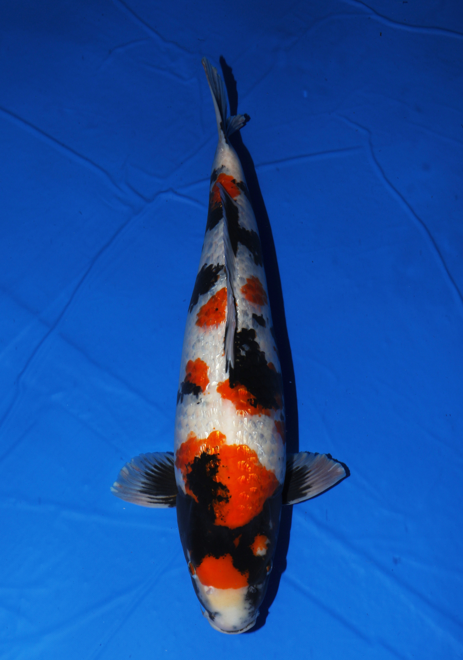 銀鱗昭和 - 錦鯉 - 手取フィッシュランド